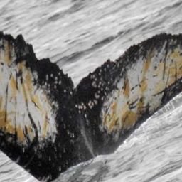 Fluke of HW-MN1300663