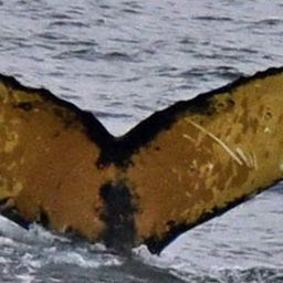 Fluke of BTBEL-Mn_1c_028