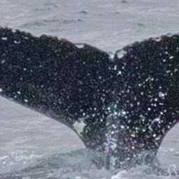 Fluke of Nibble