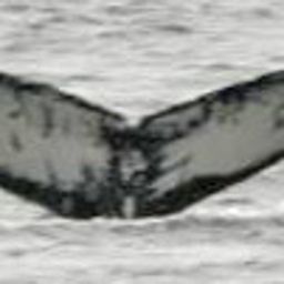 Fluke of Fisher