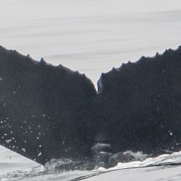 Fluke of 2020-2021 calf of Chin Up