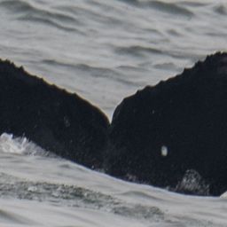 Fluke of CRC-19546