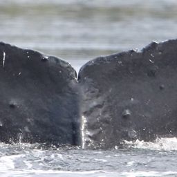 Fluke of BCX1669