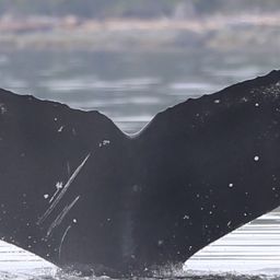Fluke of Otter