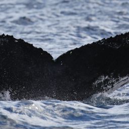 Fluke of NA-7483