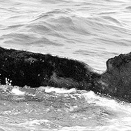 Fluke of CRC-15583