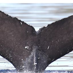 Fluke of BCX1672