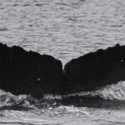 Fluke of BCX1931