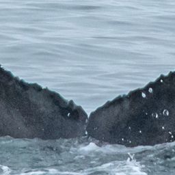 Fluke of CRC-17591
