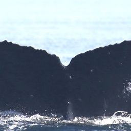 Fluke of Dolphin
