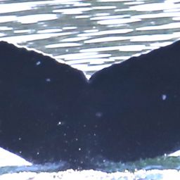 Fluke of CRC-20575