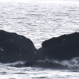 Fluke of BCX1509