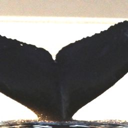 Fluke of BCX0304