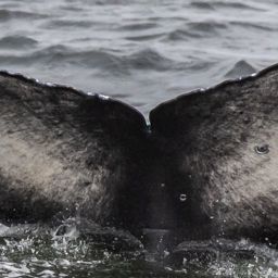Fluke of CRC-19905