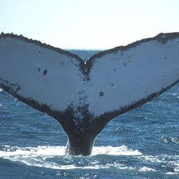 Fluke of UID-1236