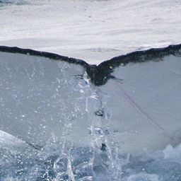 Fluke of UID-1433