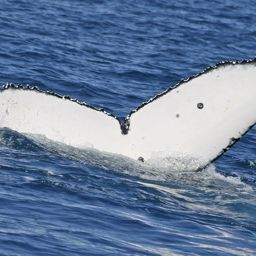 Fluke of UID-2651
