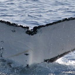 Fluke of UID-0976
