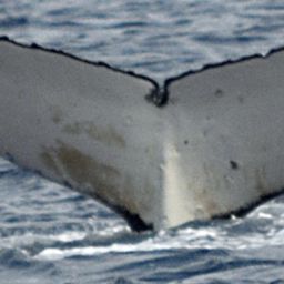 Fluke of HW-MN1200602