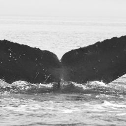 Fluke of Prodigium