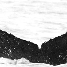 Fluke of CRC-12084