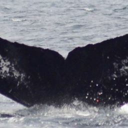 Fluke of CRC-10946