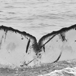 Fluke of CRC-11675