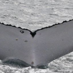 Fluke of UID-3187
