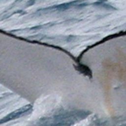 Fluke of UID-2976