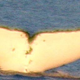 Fluke of UID-1798