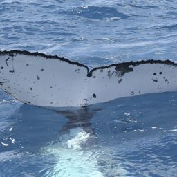Fluke of UID-2882