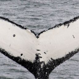 Fluke of CRC-10601