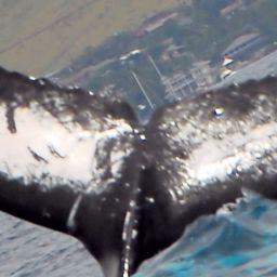 Fluke of Bullwinkle