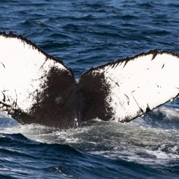 Fluke of Willy