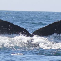 Fluke of CRC-11131