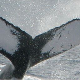 Fluke of NA-6002