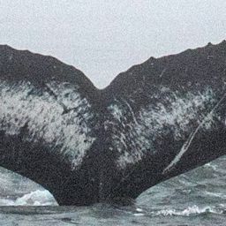 Fluke of CRC-15584