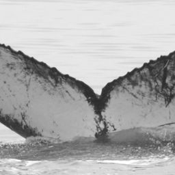 Fluke of CRC-16083