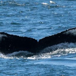 Fluke of CRC-16474