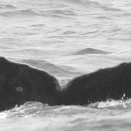 Fluke of CRC-11914