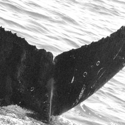 Fluke of CRC-15589
