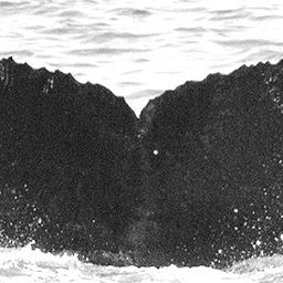 Fluke of CRC-15591
