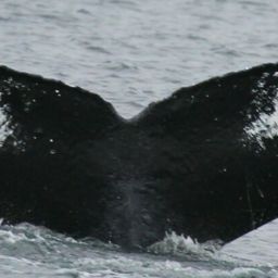 Fluke of Otis
