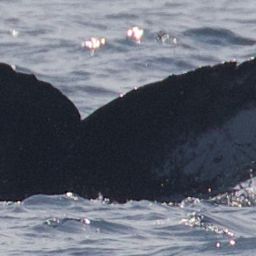 Fluke of CRC-19903