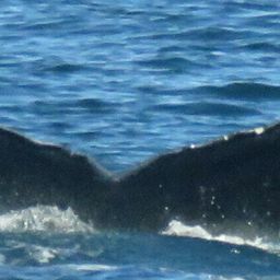 Fluke of CRC-30059