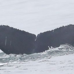 Fluke of 2020-2021 calf of Momster