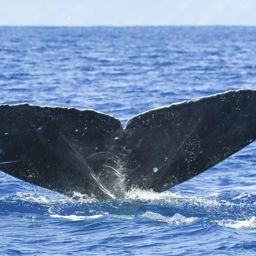 Fluke of SEAK-5603