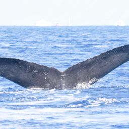Fluke of HI21_0032