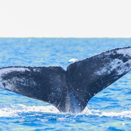 Fluke of HI21_0034