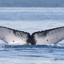 Fluke of HI21_0067